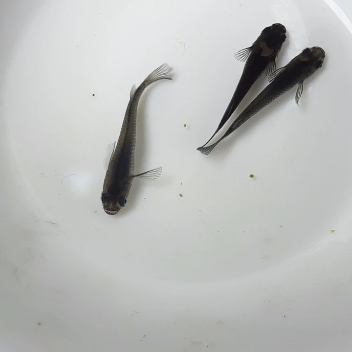 青鳉鱼87号拍品大蛇