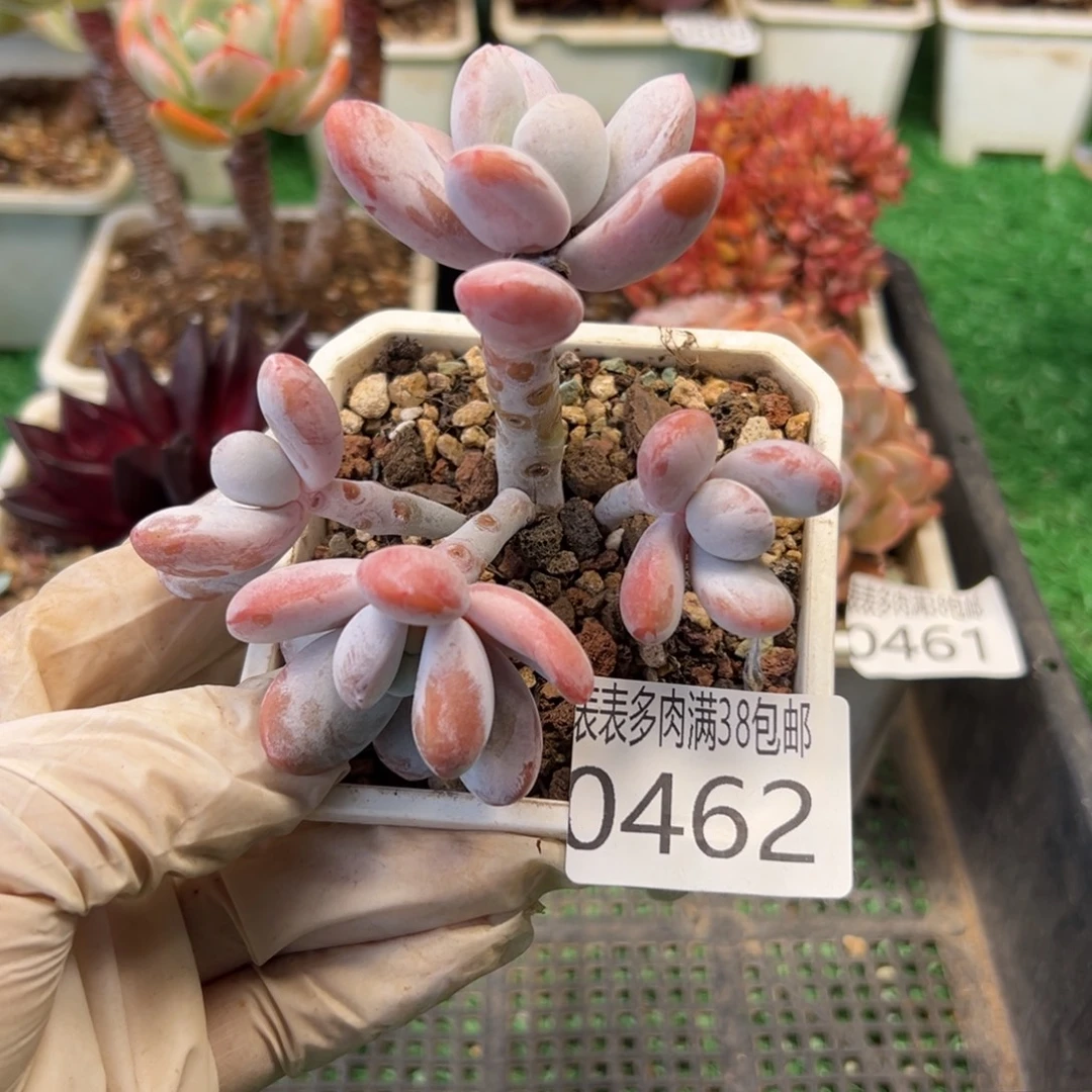 无花朵多肉一物一拍植物0462