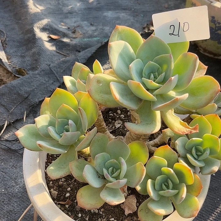 o***o210白凤脱土发货不退不换