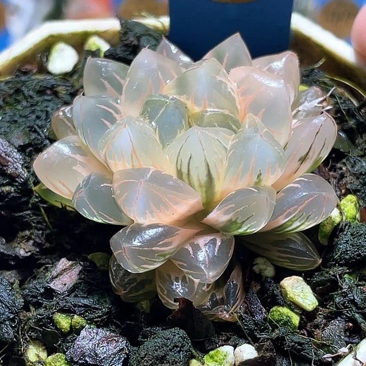 572糊斑北极锦完美糊