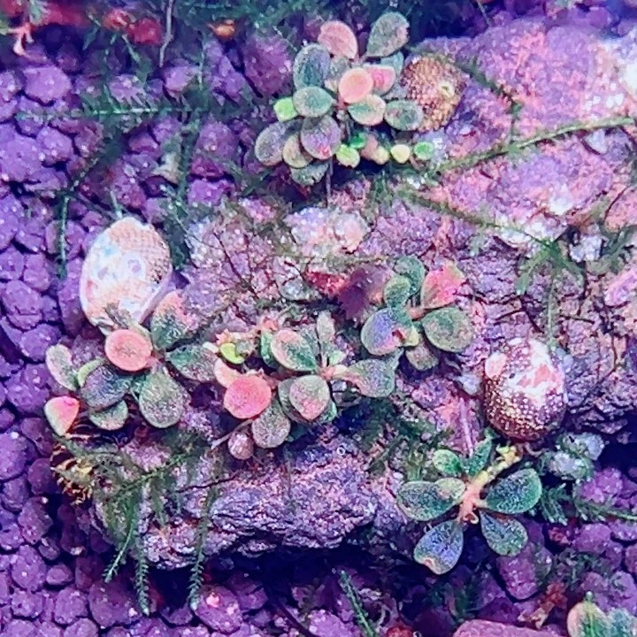 无花朵福利辣椒榕大象玉