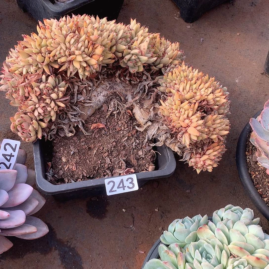 243 一物一拍多肉！