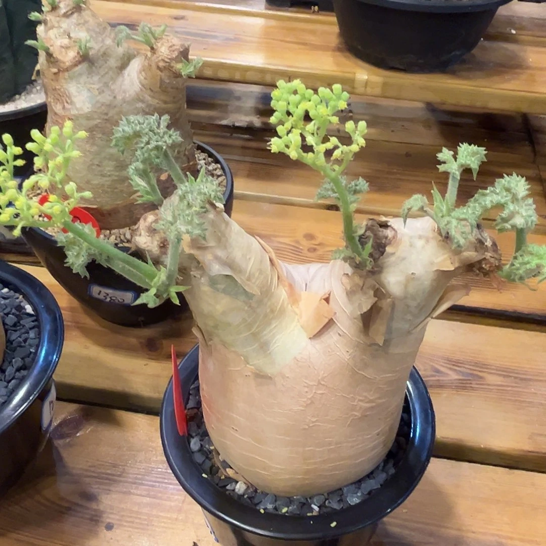 汤圆植物安哥拉葡萄翁1-50