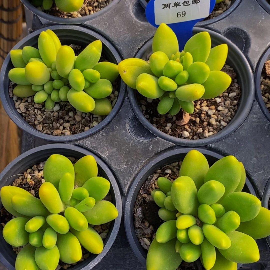 69-精品母本芒果奶一个