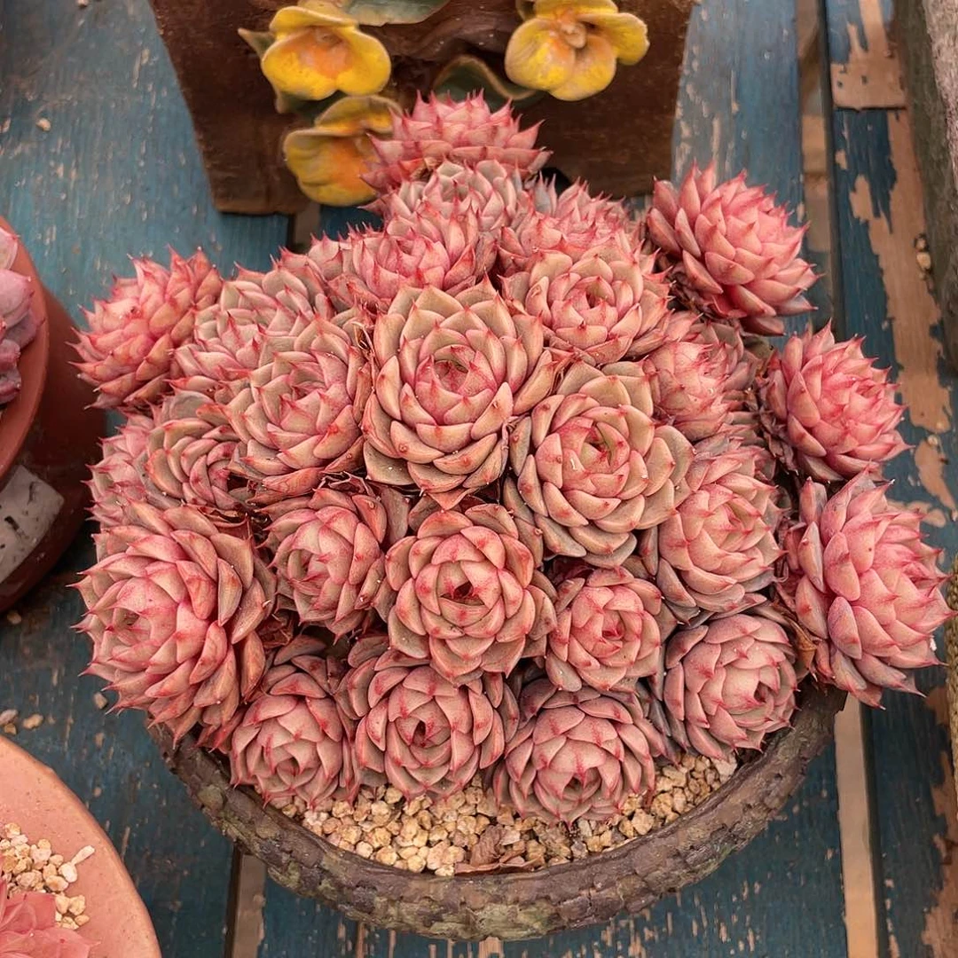 笨吧群生多肉植物一物一拍