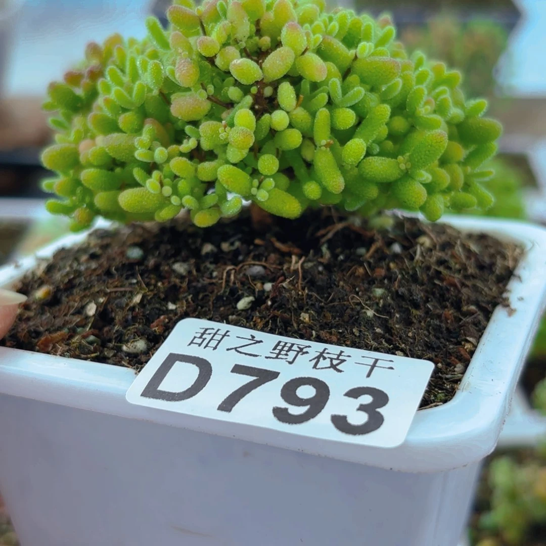 m****）蜜橘793。