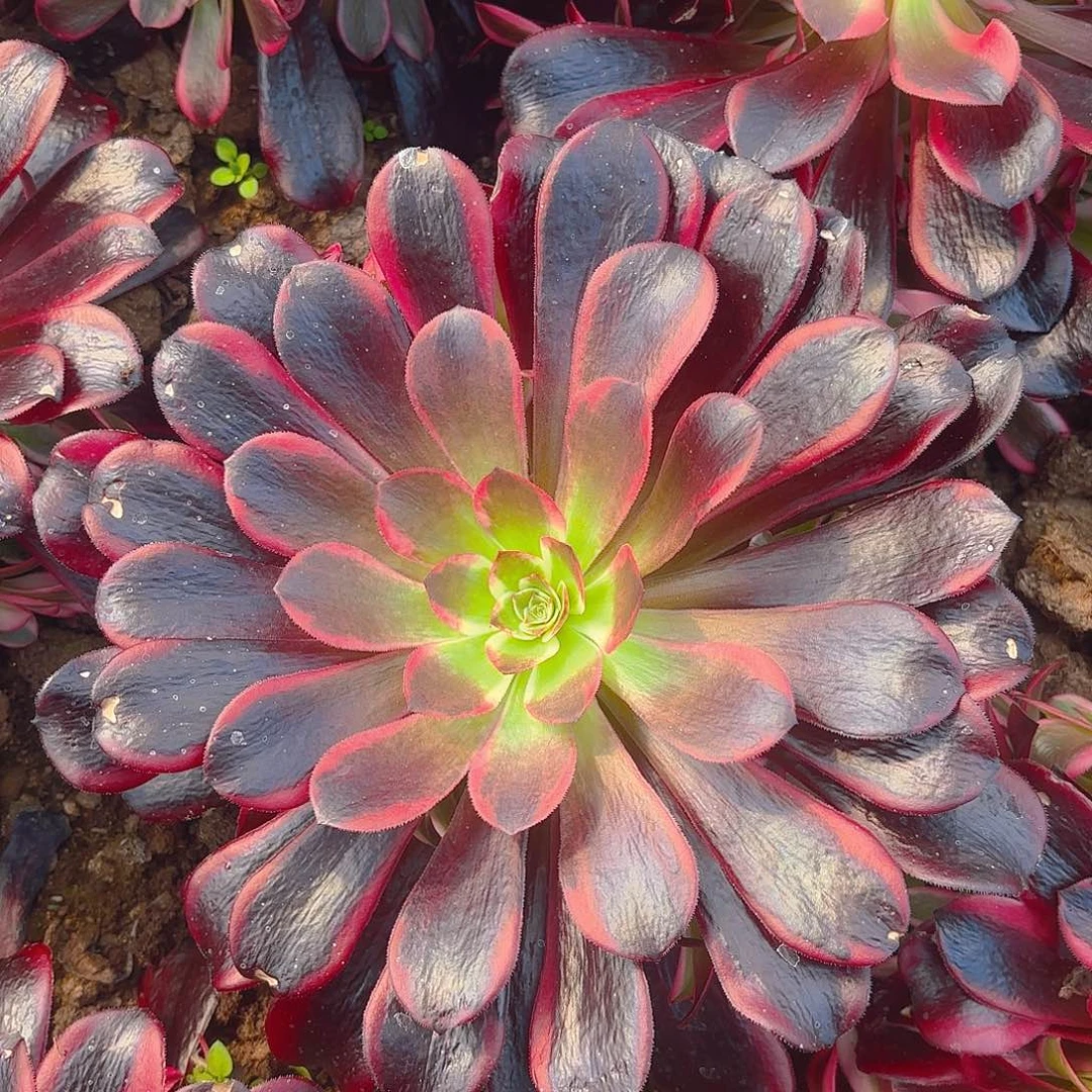蛇毒美杜莎多肉植物大手捧