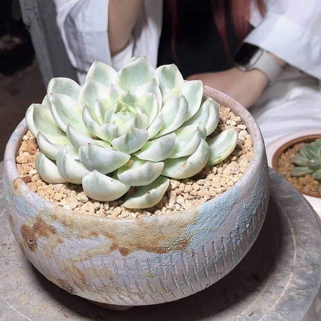 糖心冰珀杂多肉植物