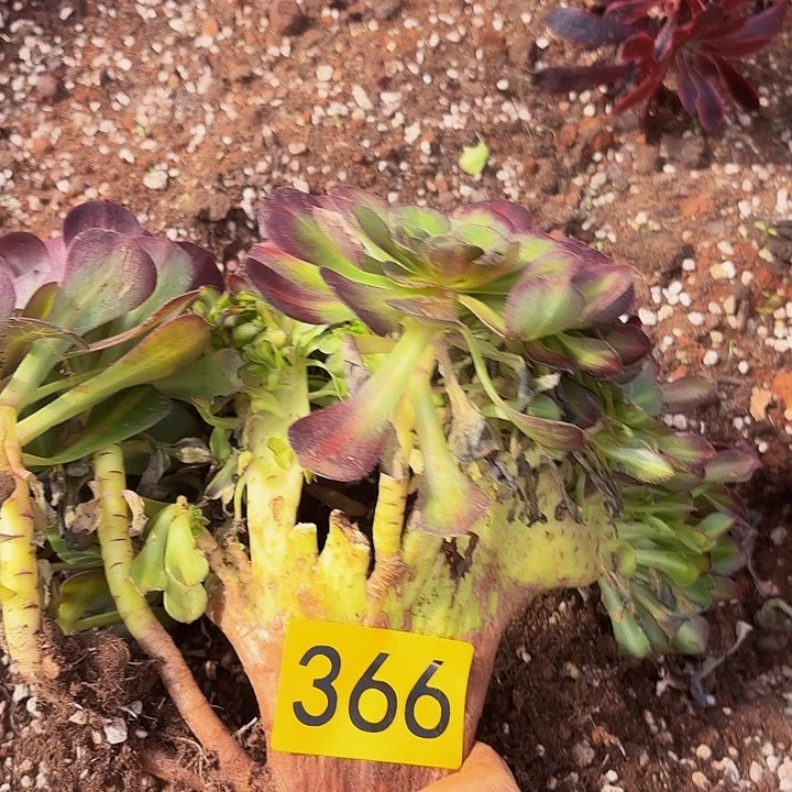 多肉植物福利366