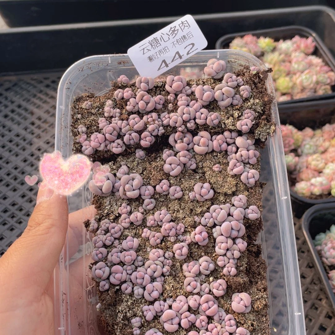 云糖心多肉植物442