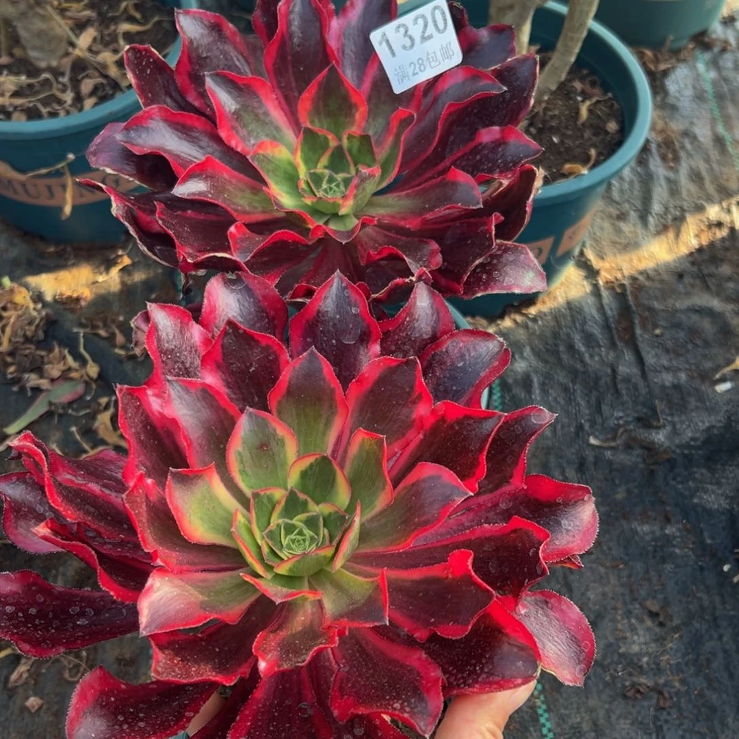 嵩****店多肉植物1320有一颗叶片有晒伤