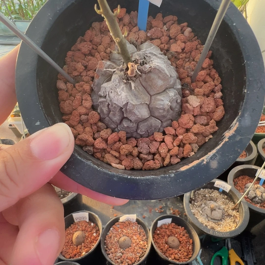 多肉植物专拍 一物一拍 南非龟甲龙002