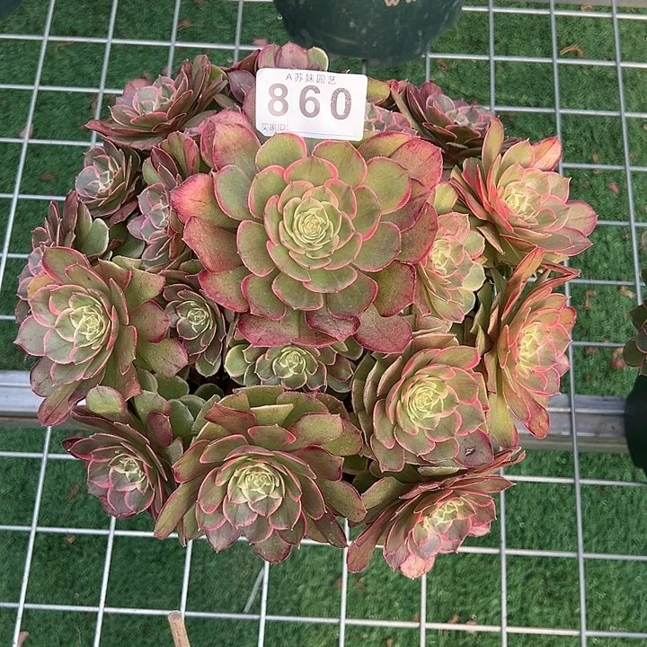 860粉花妖多肉植物