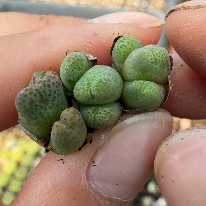 169斑马三颗福利出1土。t