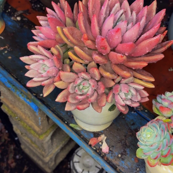 雨***！老桩精品肉肉桃花源