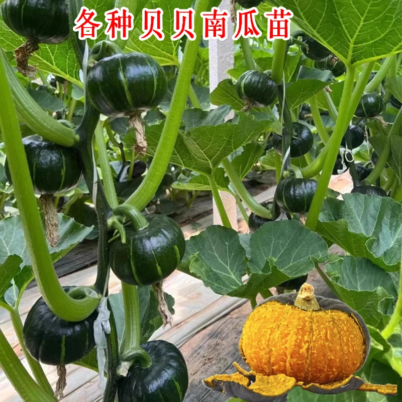 正宗贝贝南瓜种子苗四季绿红面瓜板栗味粉糯香甜栗小南瓜窝瓜秧苗