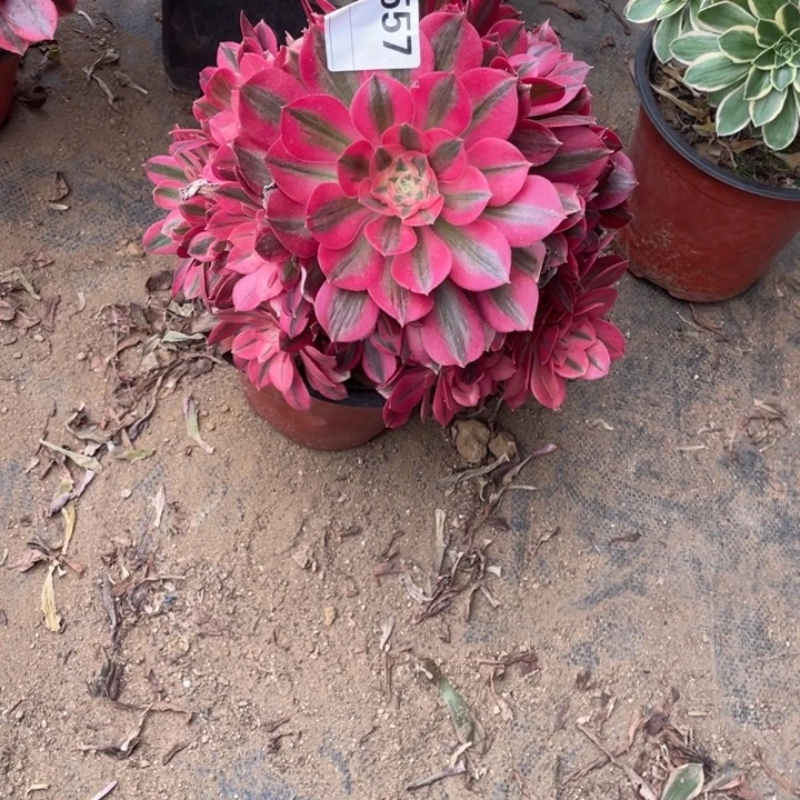 多肉粉女巫优选法师557