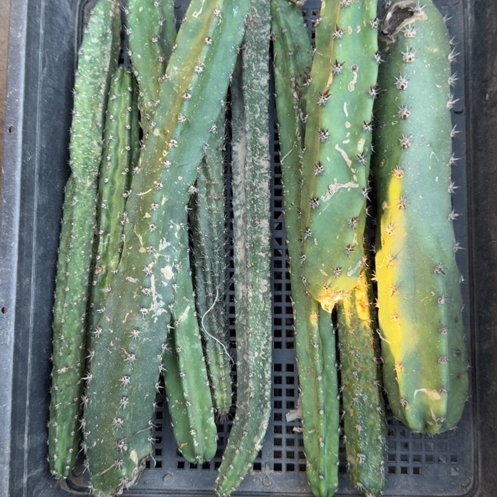 251筐拍不好黑刺秀普歪无根侧牙伤斑，20包邮