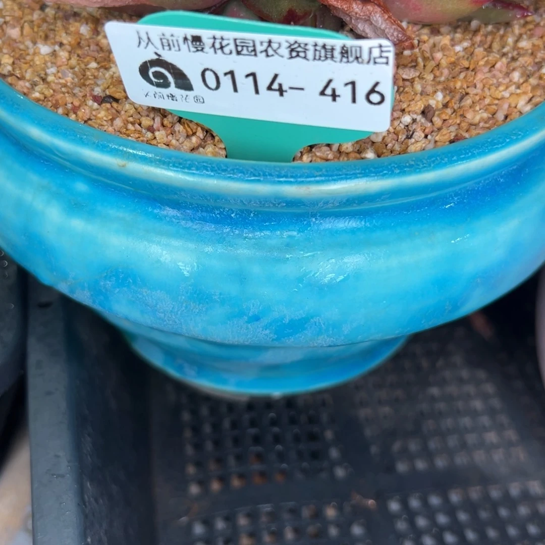 随*?多肉一物一拍0114-416盆