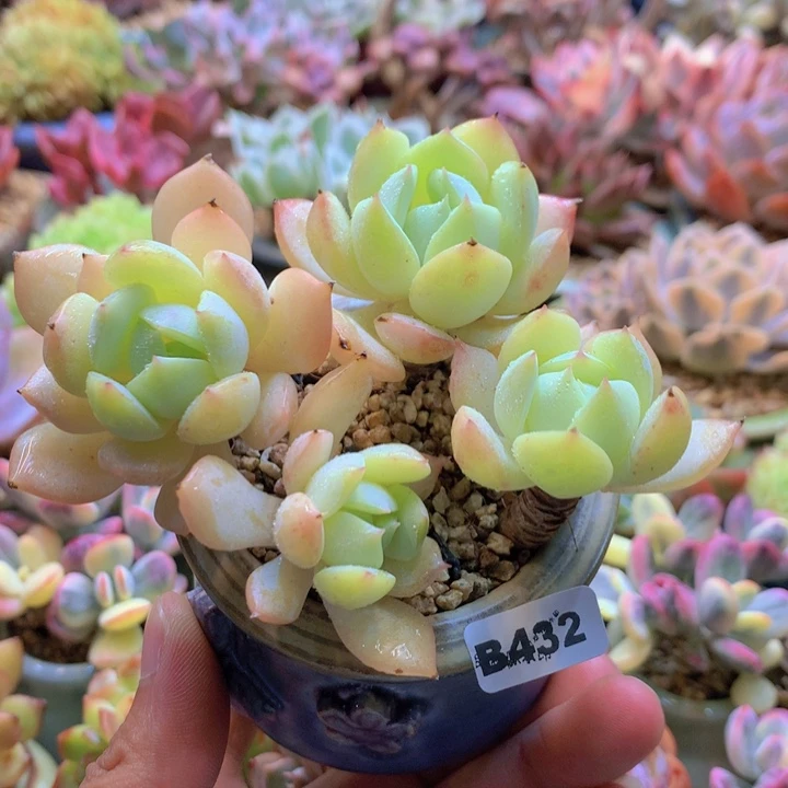 一物一拍含盆土满38包邮B432