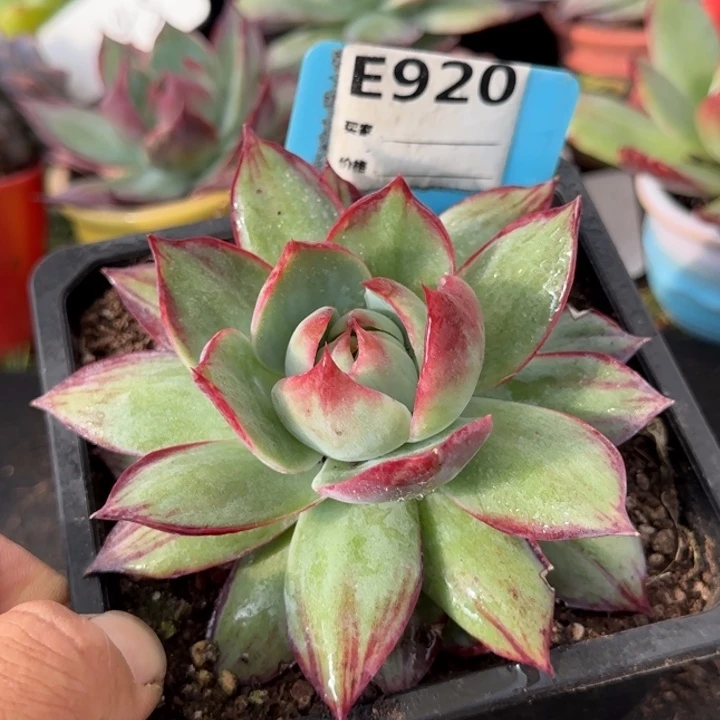 惊鸿一物一拍包装收缩花旱920