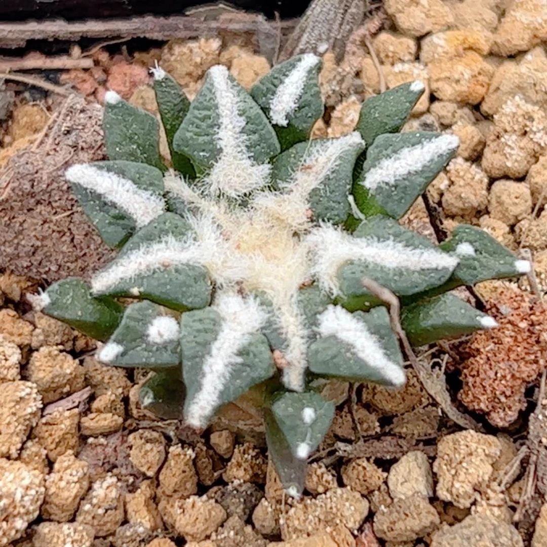 实生 黑牡丹仙人球