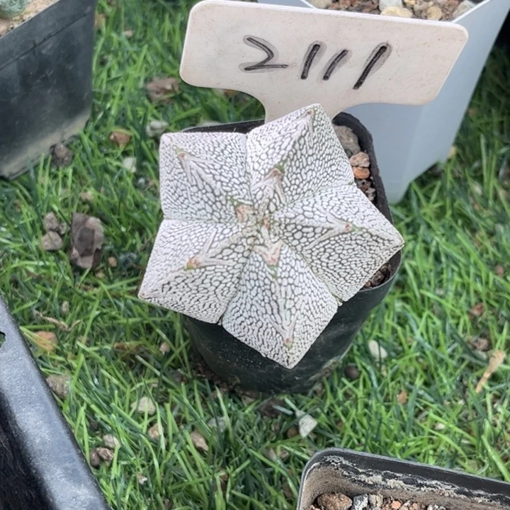 无花朵系****?2111皮实好养