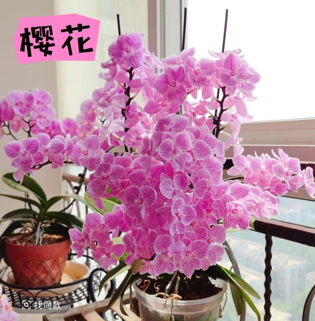 花香兰苑【樱花】3.0寸双剑带花带花苞桌面款 精品蝴蝶兰