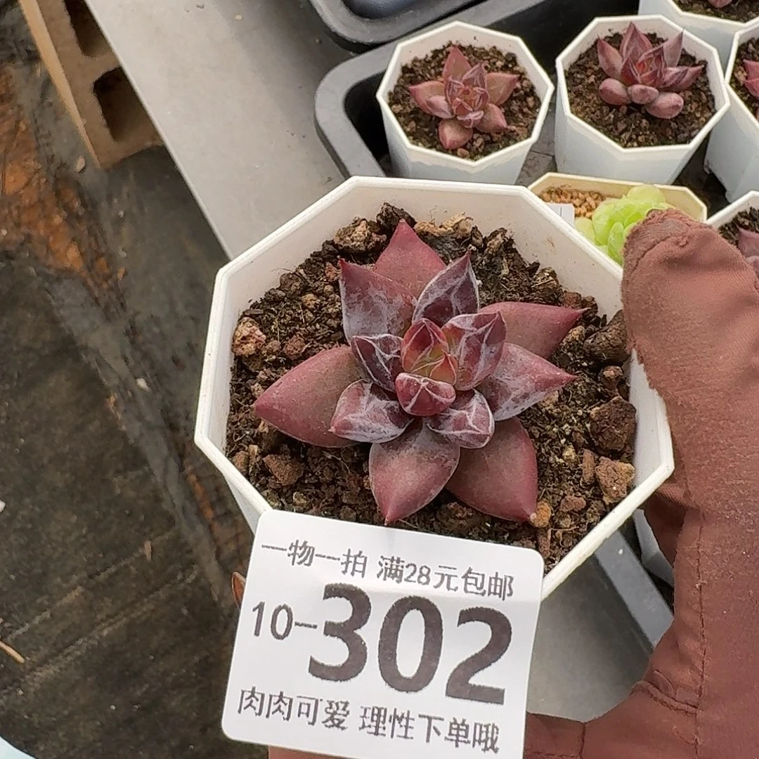 墨韵无盆土发货无盆土发货无，