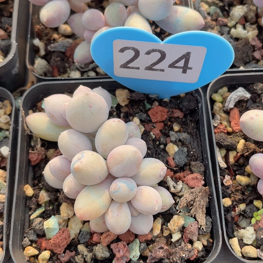 梓恩奶酪 脱土发货 7口盆