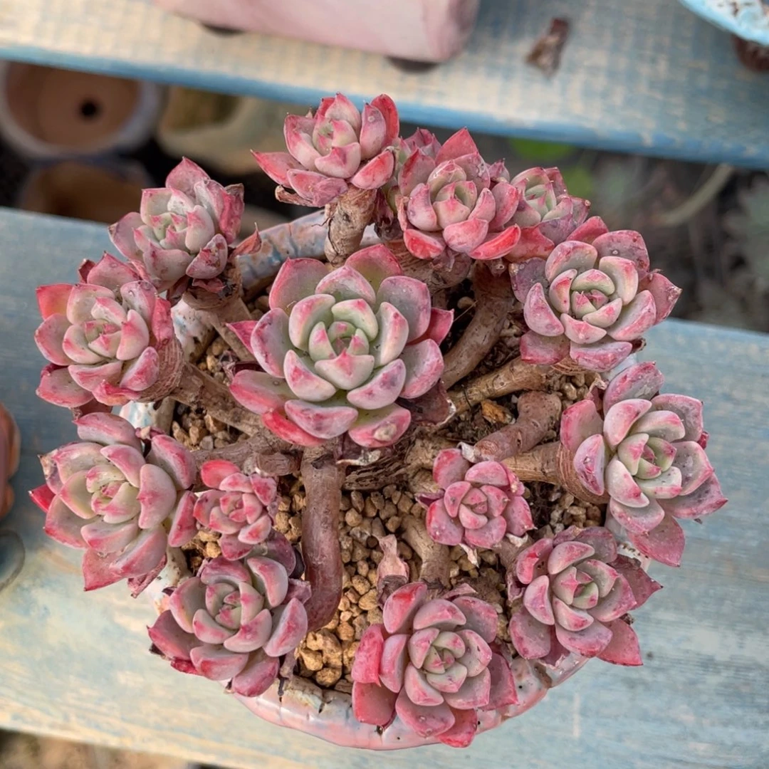 娜娜整装无砍老桩