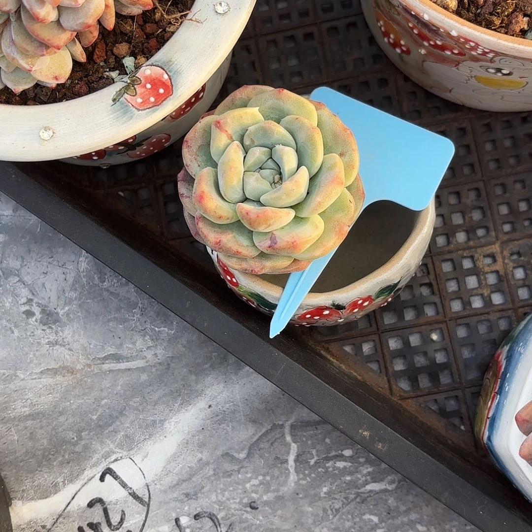 布*不羞妹妹的冰玉石化好看