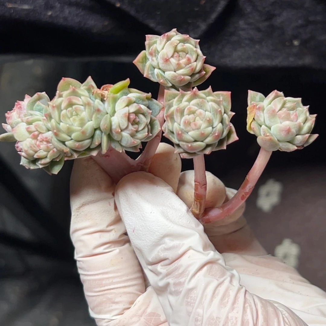 新年快乐 新年快乐 新年快乐