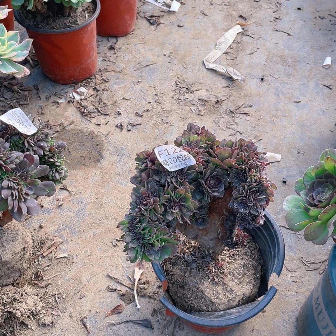 万圣节缀化多肉有老伤122