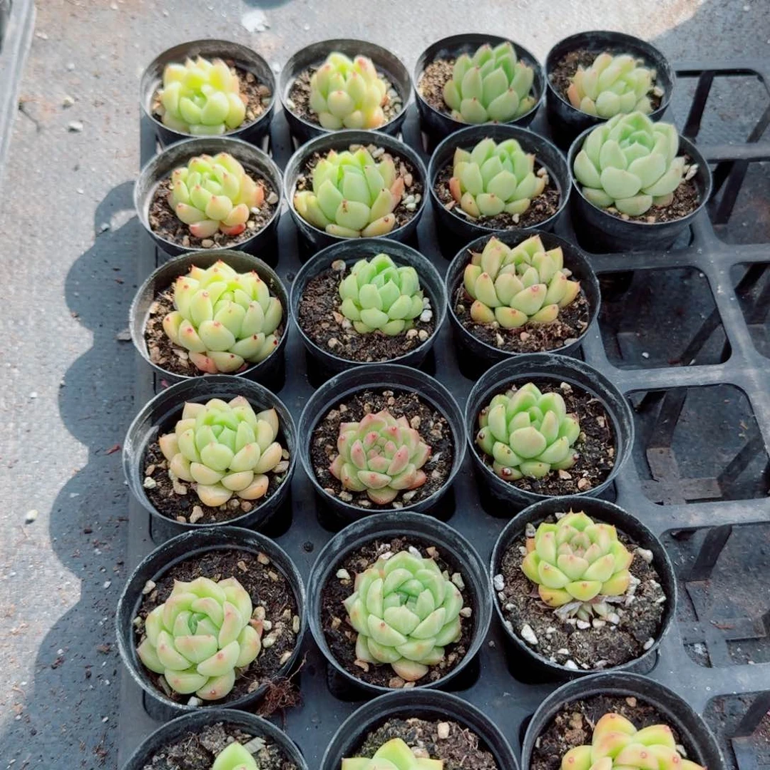 月影东云杂交二十颗量拍11-31