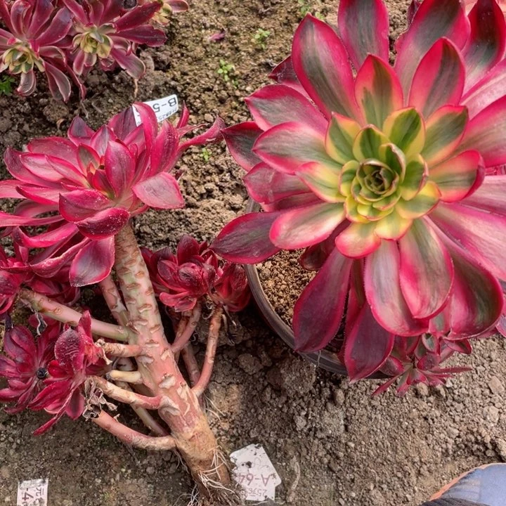 随*505烈焰2颗多肉12345678