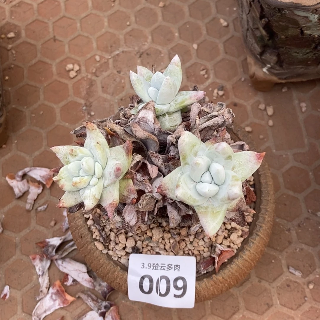 009多肉植物啦啦啦