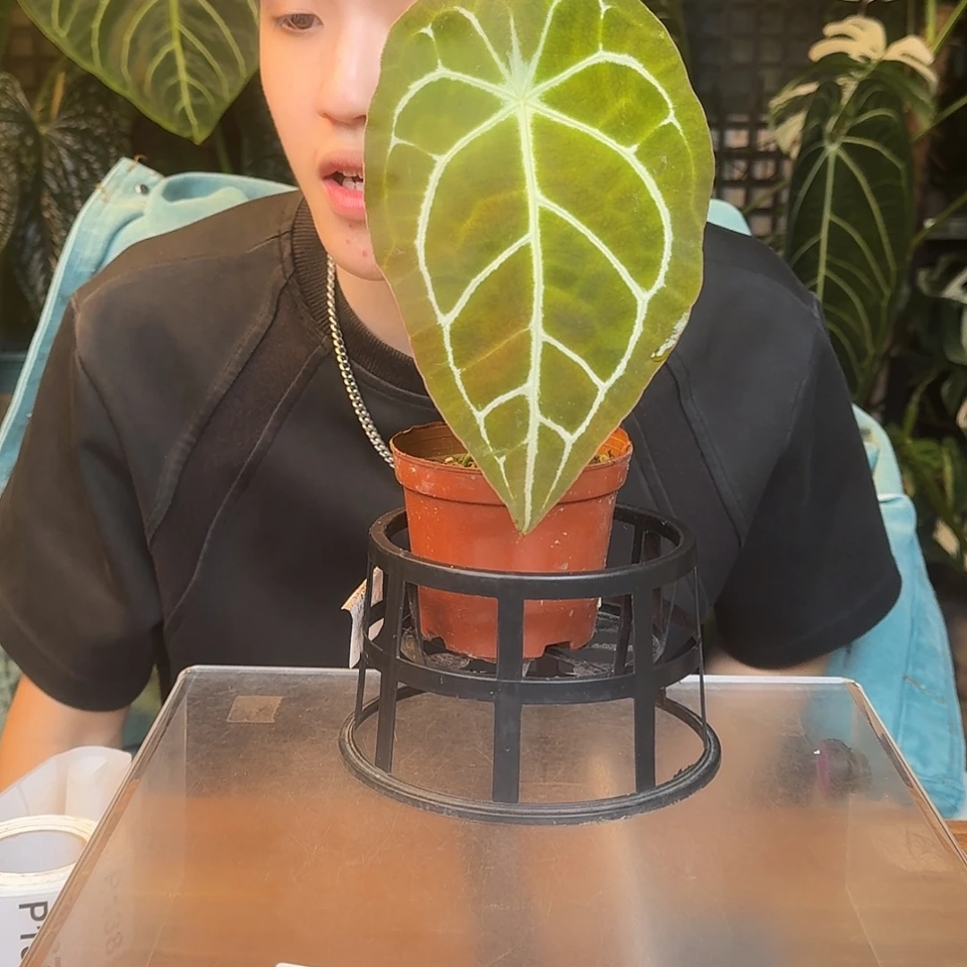 完全开放P132粗脉水晶盾