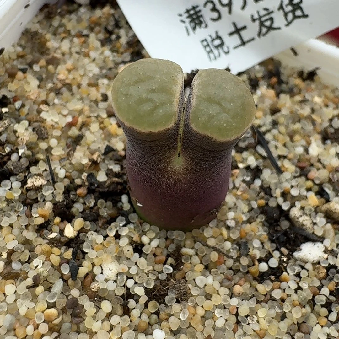 797多肉哈哈哈哈哈哈哈