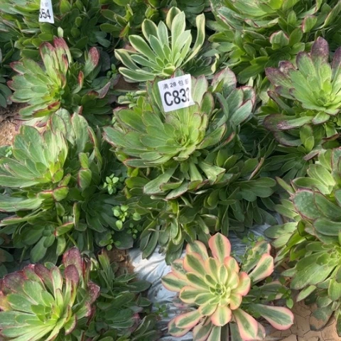 833万彩灯不包断枝