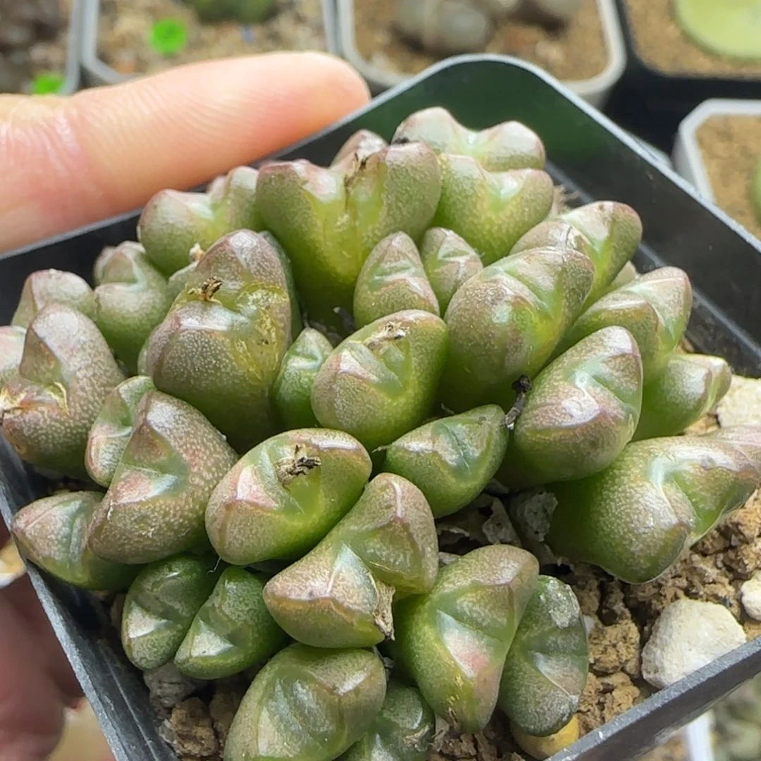 透明嘟嘟多肉植物241