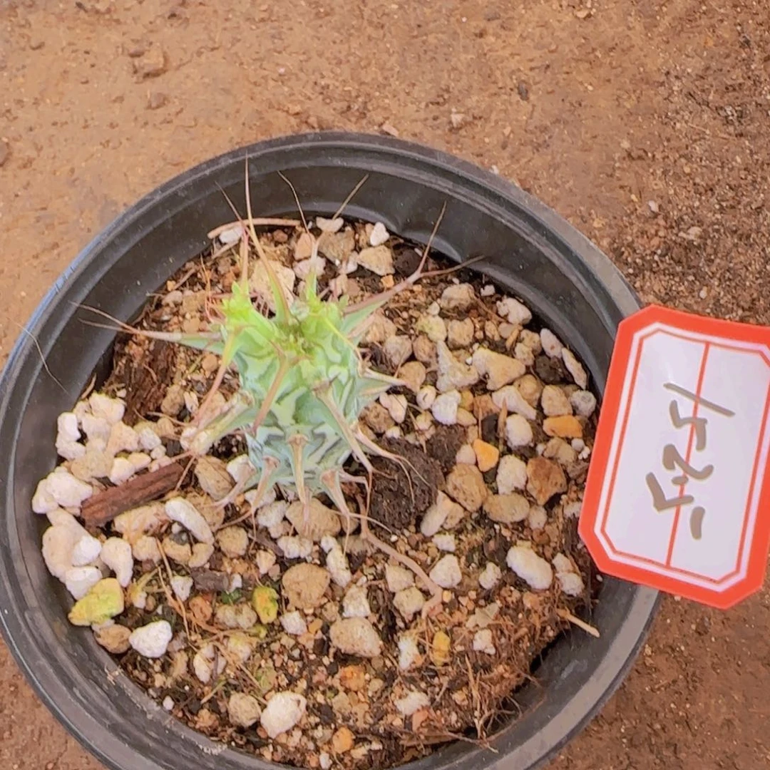 随***叶块根植物块根植物