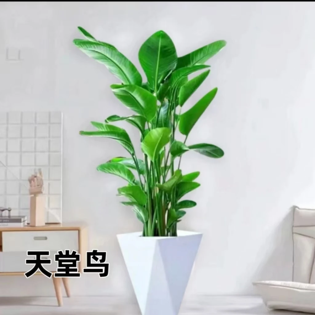 【菱形盆 高度1.2cm】天堂鸟大型绿植室内客厅好养易活净化空气