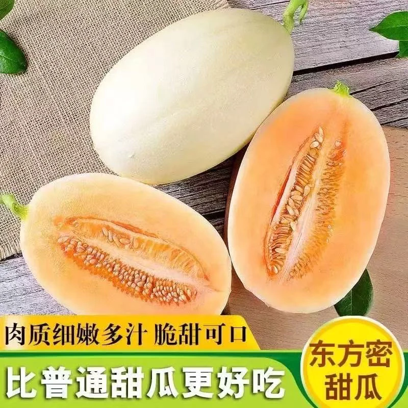 云南东方蜜甜瓜新鲜香瓜黄金蜜瓜水果时令一整箱薄皮清香产地直发