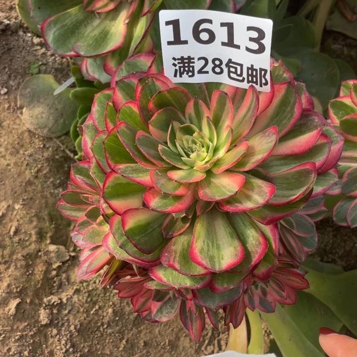 1613黑膜锦嫁接三号棚