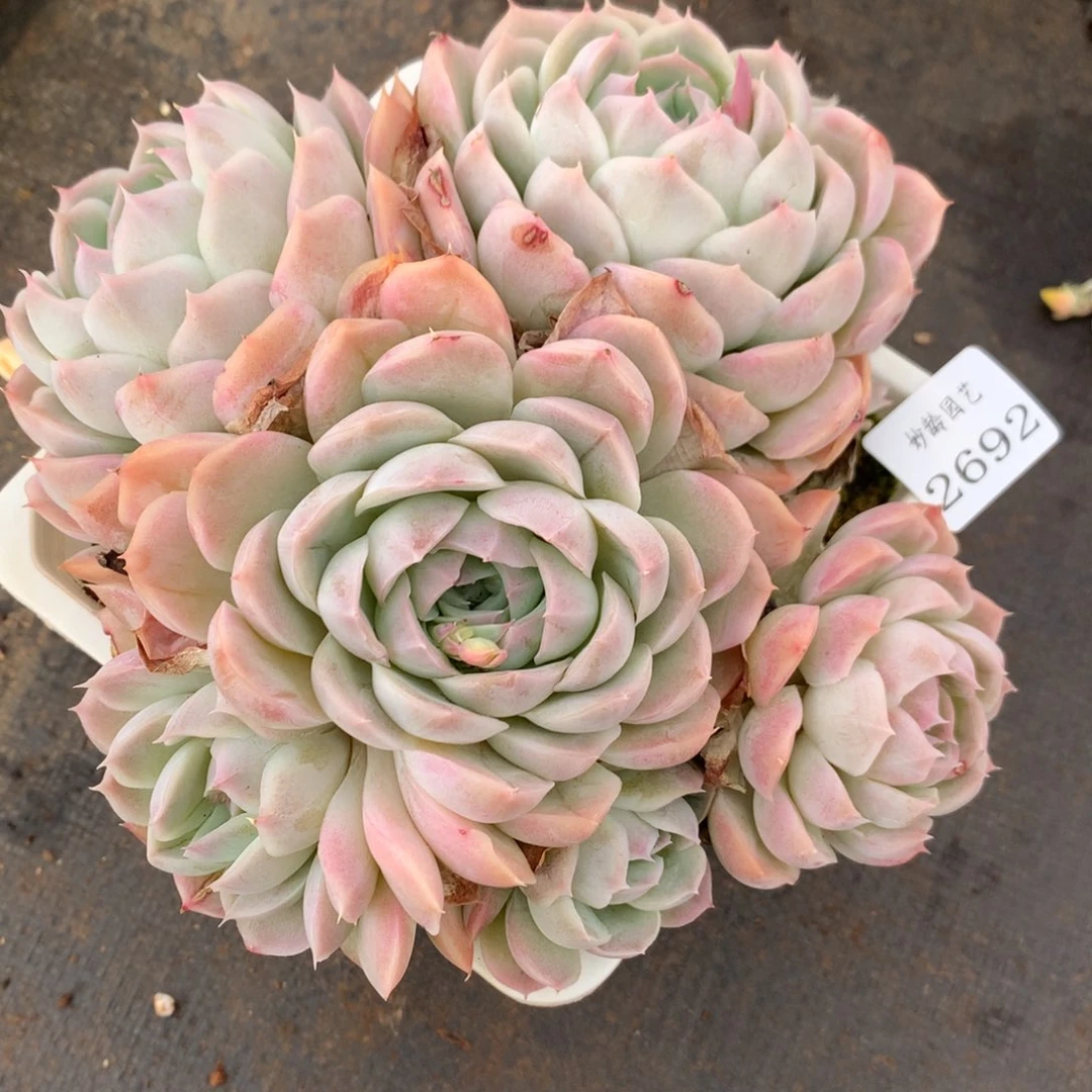 2692杂交精品基地17厘米