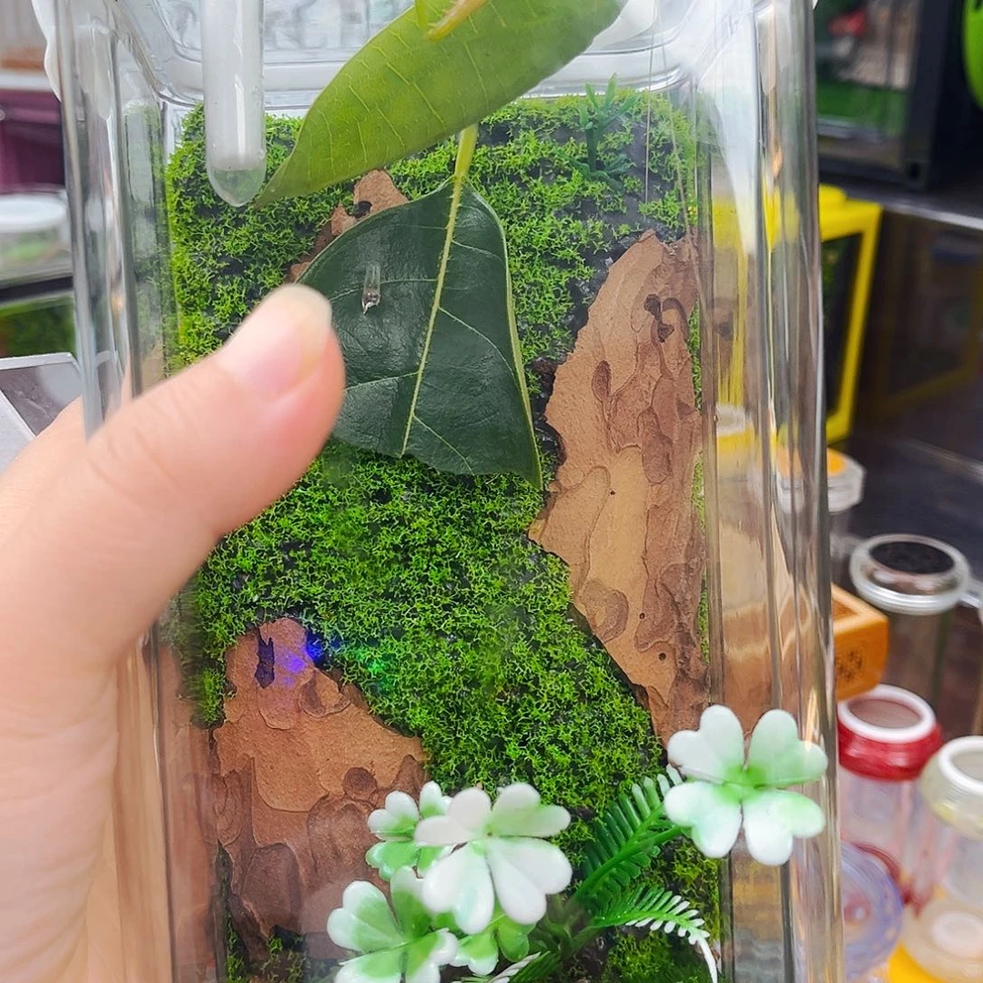 生态箱带冠脉柬竹