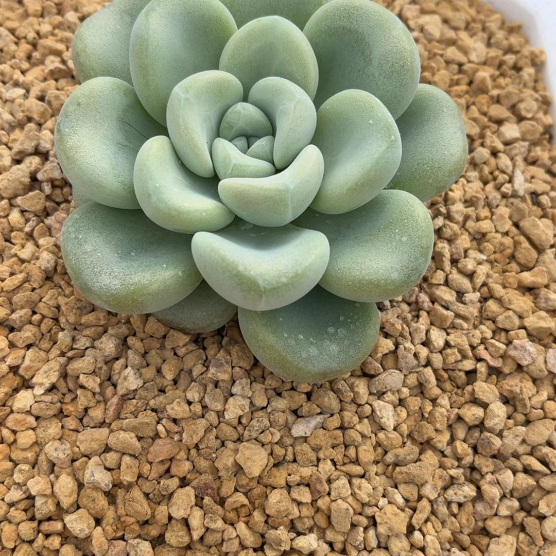 摘***陈多肉植物玉麒麟多肉