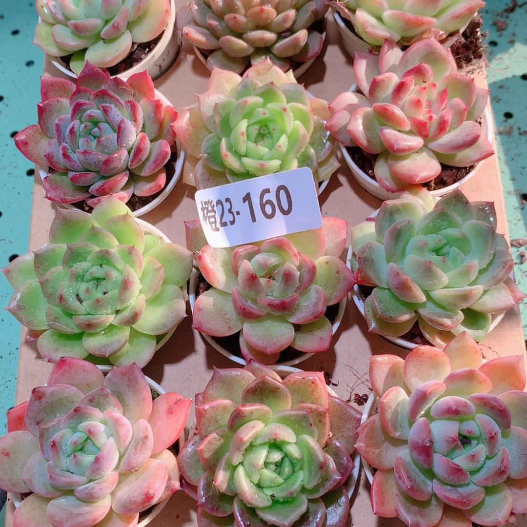 23-160一物一拍多肉带盆18颗