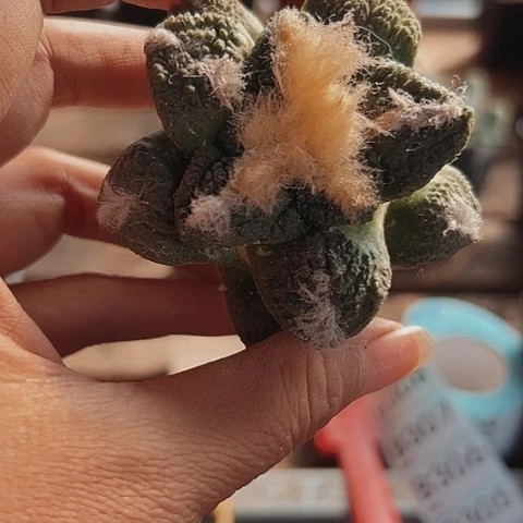 304仙人球枕木坏了